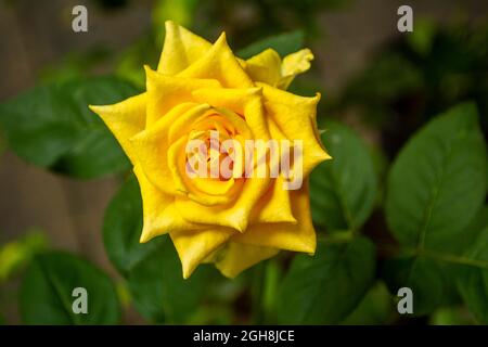 Gelbe Rose Nahaufnahme Stockfoto