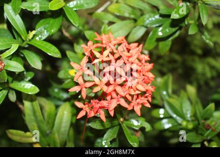 Nahaufnahme Red West Indian Jasmine Blumen, wunderschöne Natur. Rote Ixora Blüten mit grünen Blättern Stockfoto