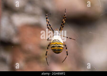 Eine argiopsspinne auf einem Spinnennetz in ihrem natürlichen Lebensraum. Stockfoto