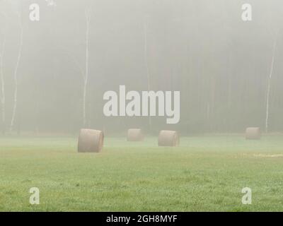 Flaches, weitläufiges Gelände. Felder und Wiesen. Eine dichte Schicht Morgennebel erhebt sich über den Boden. Objekte in der Ebene sind verschwommen und schwer zu sehen. Stockfoto