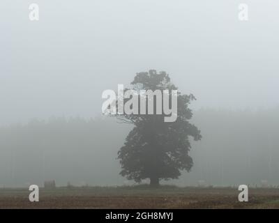 Weites, flaches Gelände, Ackerfelder und Wiesen. Es liegt Nebel in der Luft. Es gibt eine große Eiche unter dem Nebel. Es gibt eine Reihe von Bäumen weiter weg. Stockfoto