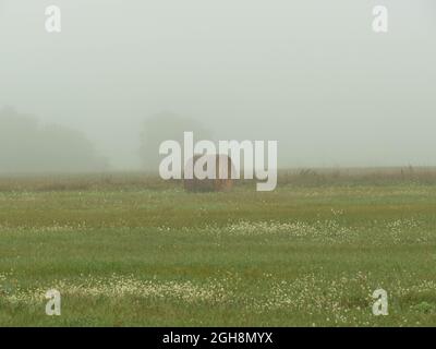 Flaches, weitläufiges Gelände. Felder und Wiesen. Eine dichte Schicht Morgennebel erhebt sich über den Boden. Objekte in der Ebene sind verschwommen und schwer zu sehen. Stockfoto