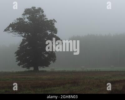 Weites, flaches Gelände, Ackerfelder und Wiesen. Es liegt Nebel in der Luft. Es gibt eine große Eiche unter dem Nebel. Es gibt eine Reihe von Bäumen weiter weg. Stockfoto