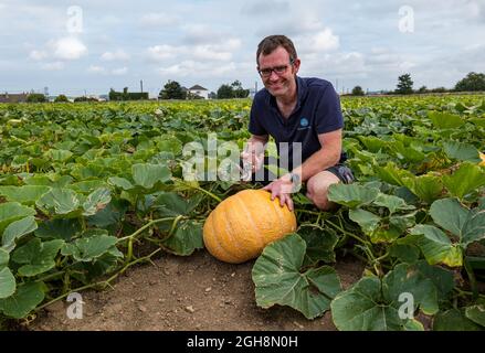 Kilduff Farm, East Lothian, Schottland, Großbritannien, 6. September 2021. Kürbisernte: Landwirt Russell Calder erntet gereifte Kürbisse auf einem Feld, das mit 25 Sorten kulinarischer Kürbisse bepflanzt ist. Tickets für den jährlichen Kürbispflaster im Oktober. 20,000 Kürbispflanzen haben eine Stoßstange Ernte von kulinarischen Kürbissen gebracht Stockfoto