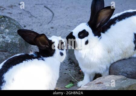 Kaninchen essen Salat Stockfoto