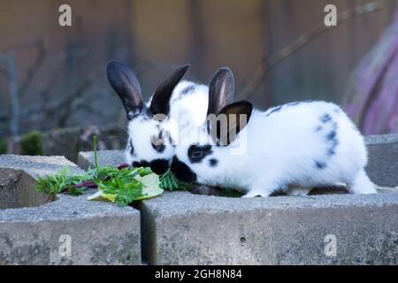 Kaninchen essen Salat Stockfoto