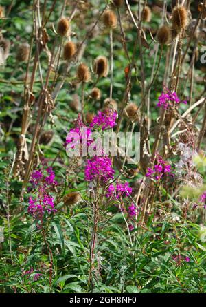 Rosa lila Blüten von Feuerkraut (Chamaenerion angustifolium) auch bekannt als Rosebay Weidenkraut mit wildem Teelöffel (Dipsacus fullonum) Distelhintergrund Stockfoto