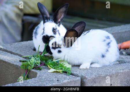 Kaninchen essen Salat Stockfoto