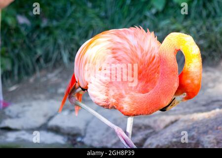 Schlafender Flamingo auf einem Bein Stockfoto