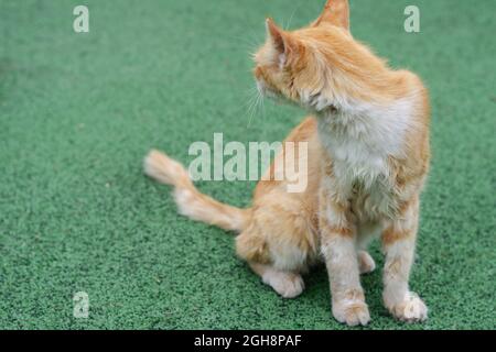 Auf dem Spielplatz sitzt eine rote Mischlingskatze. Ein streunendes Katzenklo Stockfoto