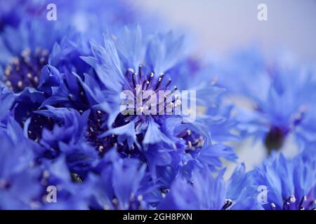 Blaue Kornblumenblüten mit selektivem Fokus und verschwommenen zarten Blütenblättern auf dem Hintergrund Stockfoto