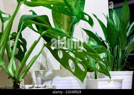 Pflanzen in weißen Töpfen gewachsen Stockfoto
