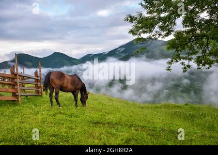 Schöne Berglandschaft mit einem Pferd. Nebliger Morgen nach dem Regen Stockfoto