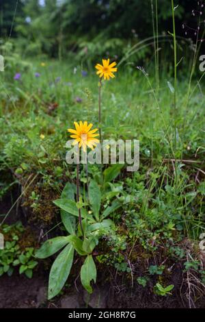 Arnika Blüten (Arnica montana) auf natürlichem Hintergrund. Heilpflanzen. Stockfoto