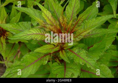 Selektiver Fokus auf AMARANTHUS TRICOLOR Pflanze mit grünen Blättern im Park im Morgensonnenlicht. Stockfoto