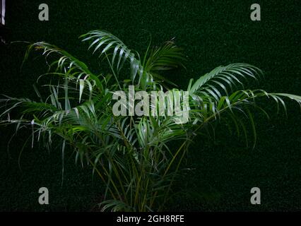 Selektiver Fokus auf ARECA-PALMEN im Park bei morgendlicher Sonneneinstrahlung. Kunststoff grünes Gras im Hintergrund. Stockfoto