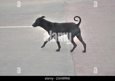 Selektiver Fokus auf SCHWARZEN HUND, DER UNTERWEGS ist. Straßenhund. Stockfoto