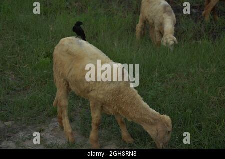 Selektiver Fokus auf SCHWARZEN DRONGO SIT AUF DEN SCHAFEN auf dem Feld. Schafe weiden. Stockfoto