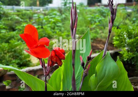 Selektiver Fokus auf ROTE CANNA INDICA ODER INDISCHE SHOT's Blume mit grünen Blättern isoliert mit unscharfen Hintergrund in der Morgensonne Licht. Stockfoto