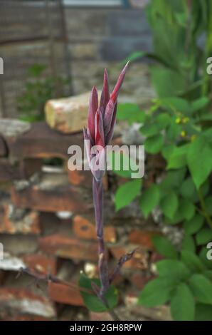 Selektiver Fokus auf ROTE CANNA INDICA ODER INDISCHE SCHUSSKNOSPE mit isolierten grünen Blättern mit unscharfem Hintergrund im Morgensonnenlicht Stockfoto