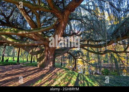 Majestätische weinende blaue Atlas-Zeder im Arboretum Vallee aux Loups in der Nähe von Paris Frankreich Stockfoto