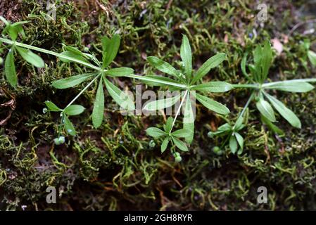 Sticky Climber oder Creeper, Galium aparine, bekannt als Cleavers, Catchweed, Sticky Grass, Stickyweed, Sticky Willy, Stickyback oder die Klett-Pflanze Stockfoto