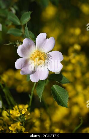 Blasse rosa Blume einer blühende Hunderose, rosa canina Stockfoto