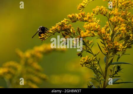 Eine gewöhnliche östliche Hummel, bombus impatiens, die auf einigen Herbstblüten Nahrungssuche macht. Stockfoto