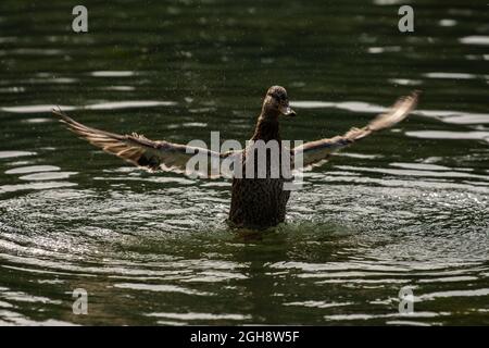 Eine weibliche Stockente schlägt sich während der Nachmittagspflege mit den Flügeln. Wissenschaftlicher Name, Anas platyrhynchos. Stockfoto