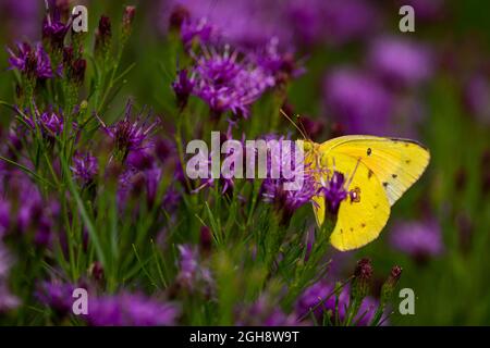 Ein orangefarbener Schwefelschmetterling, auch bekannt als Luzerne-Schmetterling, wissenschaftlicher Name, Colias eurythema Stockfoto