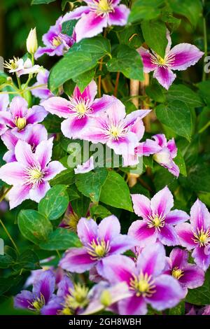 Piilu clematis in voller Blüte. Rosa und weiße Blüten im Juni. Stockfoto