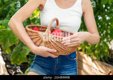 Junge Erwachsene schöne weibliche Farmerin hält großen Weidenkorb voll Gewächshaus Ernte frische reife rote Tomaten in Hause grünen Gartenbett. Organisch Stockfoto