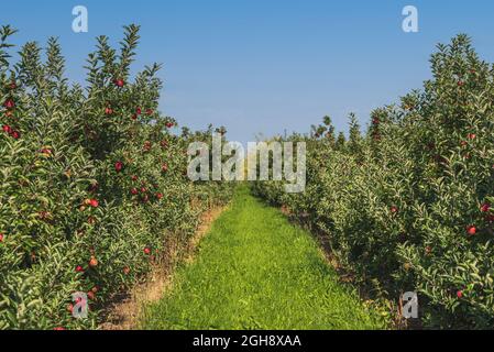 Weg zwischen Reihen von Apfelbäumen am Obstgarten, rot reifen Äpfeln auf Bäumen gegen blauen Himmel Stockfoto