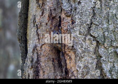 Zwei junge östliche gre y Eichhörnchen ( (Sciurus niger) gucken aus seinem Nest in den Hohlraum eines Baumes heraus. Stockfoto