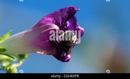 OLYMPUS DIGITALKAMERA - Nahaufnahme einer Hummel, die in der geschlossenen lila Blume einer Morning Glory Pflanze mit einem blauen Himmel im Hintergrund sitzt. Stockfoto