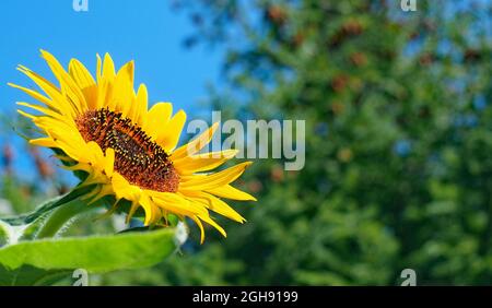 Nahaufnahme der gelben Blume auf einer Sonnenblumenpflanze, die wild in einem Garten wächst, mit einer verschwommenen Kiefer und dem Himmel im Hintergrund. Stockfoto