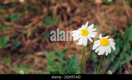 OLYMPUS DIGITALKAMERA - Nahaufnahme der weißen Blumen auf zwei Gänseblümchen, die auf einer Wiese wachsen. Stockfoto