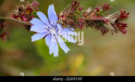 OLYMPUS DIGITALKAMERA - Nahaufnahme der blauen Blume auf einer wilden Zichorien-Pflanze, die auf einer Wiese mit verschwommenem Hintergrund wächst. Stockfoto