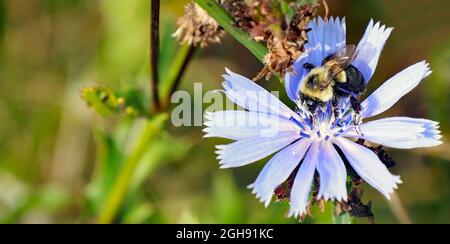 OLYMPUS DIGITALKAMERA - Nahaufnahme einer Hummel, die Nektar aus der blauen Blume auf einer wilden Zichorienpflanze sammelt, die auf einer Wiese wächst. Stockfoto