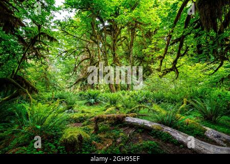 Die Hall of Mosses im Regenwald von Hoh, Olympic National Park, Washington Stockfoto