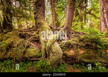 Verflochtenen Wurzeln von Bäumen im Hoh Regenwald, Olympic National Park, Washington Stockfoto