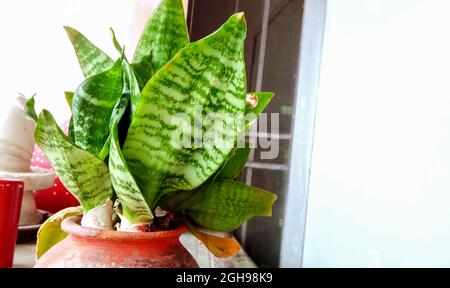 Dekorative Hauspflanze-Sansevieria trifasciata golden hahnii in einem Topf in indien Stockfoto