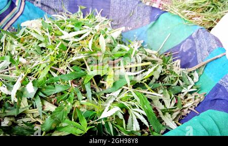 Marihuana frisch gepflückte Knospen. Hanfpflanzen werden für medizinische Zwecke eingesetzt. Haufen Cannabis. Stockfoto