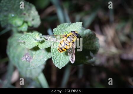 Myathropa florea ruht auf einer wilden Minzpflanze Stockfoto