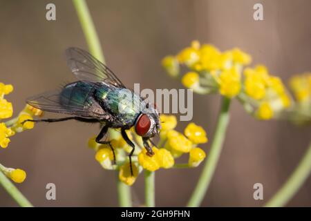 Grüne Fliege sucht Nahrung auf wilden Fenchelblüten Stockfoto