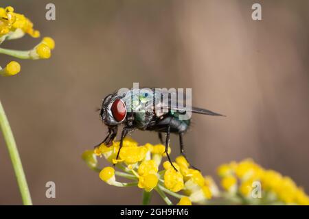 Grüne Fliege sucht Nahrung auf wilden Fenchelblüten Stockfoto