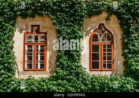 Fenster mit roten Rahmen, umgeben von grünen Efeu-Pflanzen. Naturhintergrund mit Vintage-Fenster und Efeu-Pflanze an der Außenwand. Dicht gewachsener Efeu Stockfoto