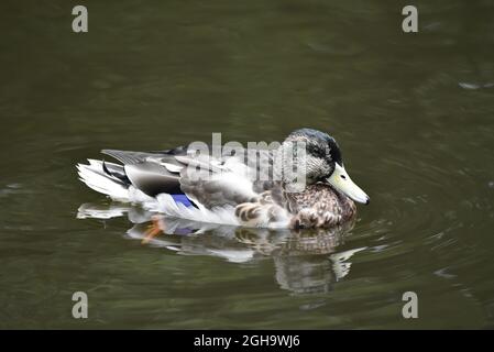 Nahaufnahme von Mallard Drake Duck (Anas platyrhynchos) im Eclipse-Gefieder auf einem See in einem Naturschutzgebiet in Staffordshire, Großbritannien, im September Stockfoto