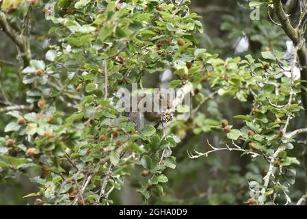 Ostgraues Eichhörnchen (Sciurus carolinensis), das auf einem Zweig in der Mitte des Buchenbaums sitzt, mit Buchenmutter in Vorderpfoten, aufgenommen im September, Großbritannien Stockfoto