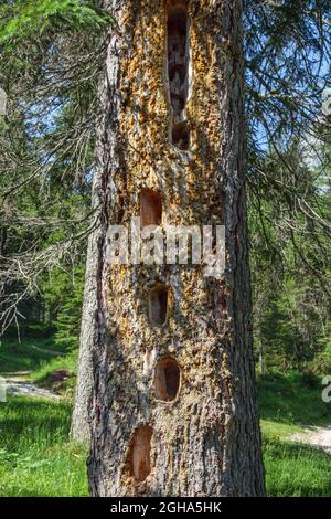 Schwarze Spechtlöcher auf Fichtenstamm (Picea abies). Waldgebiet im Fanes-Tal. Italienische Alpen. Europa. Stockfoto